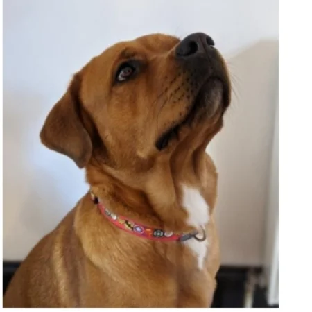 superhero dog collar