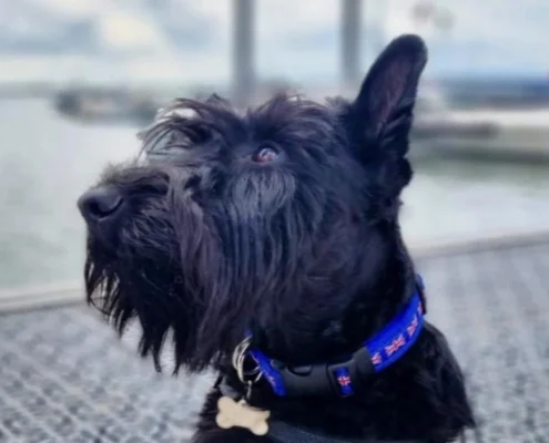 union jack dog collar