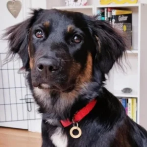 red dog collar